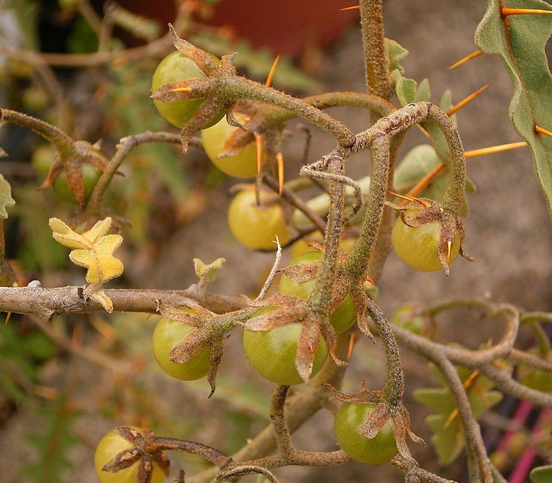 Solanum pyracanthum, variedad silvestre de tomate (foto de Wikipedia)