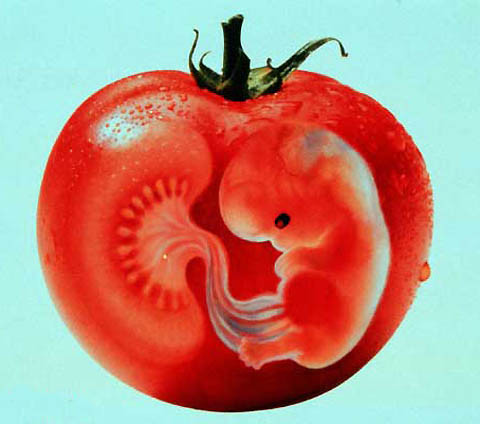 Un tomate con genes. La declaración de Pamplona como municipio "libre de transgénicos" permitirá salvar a millones de fetos humanos, sembrados cada año para cultivar este tipo de tomate